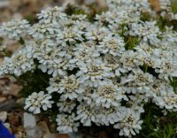 Alpine collections